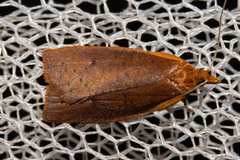 Planotortrix flammea