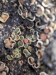 Psora pseudorussellii