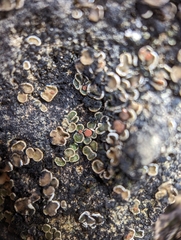 Psora pseudorussellii