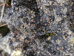 Psora pseudorussellii