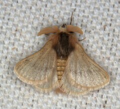 Chondrostegoides capensis