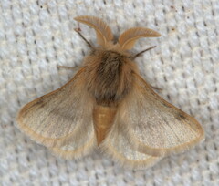 Chondrostegoides capensis