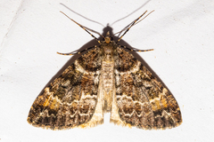 Pseudocoremia productata