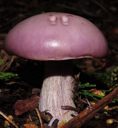 Clitocybe violaceifolia Murrill