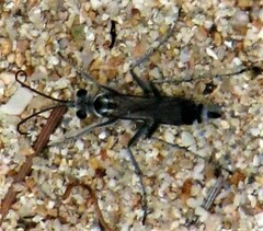 Turneromyia