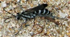 Turneromyia