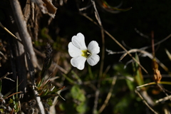 Ourisia caespitosa
