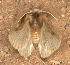 Chondrostegoides capensis