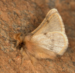 Chondrostegoides capensis