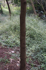 Tamarindus indica