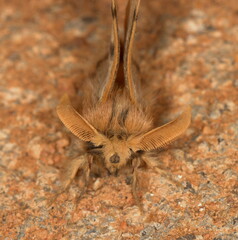 Chondrostegoides capensis