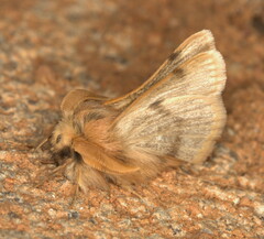Chondrostegoides capensis