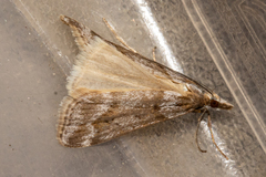 Scoparia nomeutis