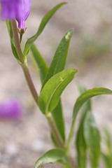 Penstemon strictus