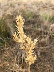 Rytidosperma duttonianum