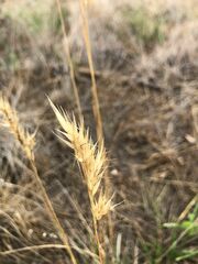 Rytidosperma duttonianum