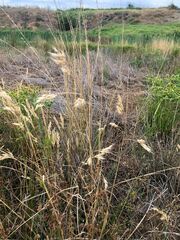 Rytidosperma duttonianum