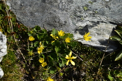 Ranunculus multiscapus