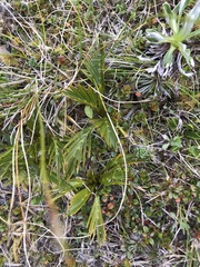 Aciphylla similis