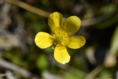 Ranunculus multiscapus