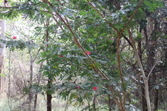 Calliandra haematocephala