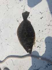 Paralichthys lethostigma