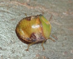 Solenotichus circuliferus
