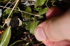 Ranunculus multiscapus