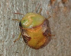 Solenotichus circuliferus