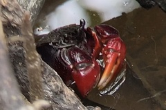 Neosarmatium fourmanoiri