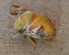 Solenotichus circuliferus