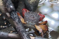 Neosarmatium fourmanoiri