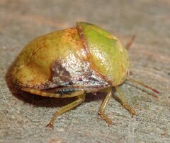 Solenotichus circuliferus