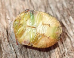 Solenotichus circuliferus