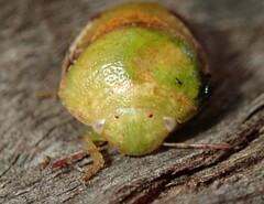 Solenotichus circuliferus