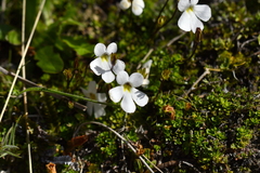 Ourisia caespitosa