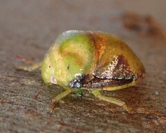 Solenotichus circuliferus