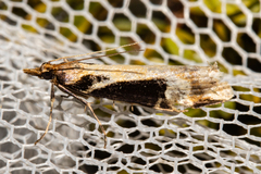 Scoparia trapezophora