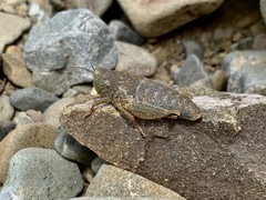Brachaspis robustus