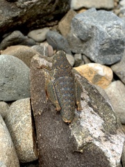 Brachaspis robustus