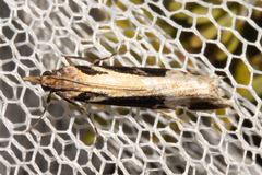 Scoparia trapezophora