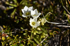 Gentianella corymbifera