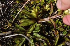 Gentianella corymbifera