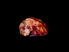 Stomatella impertusa