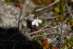 Lobelia linnaeoides
