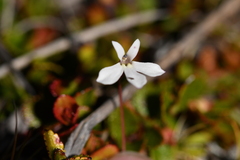Lobelia linnaeoides