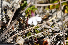 Lobelia linnaeoides