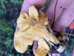 Cantharellus californicus