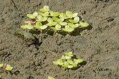 Lemna aequinoctialis