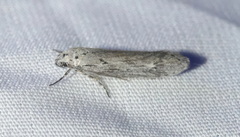 Ethmia discostrigella